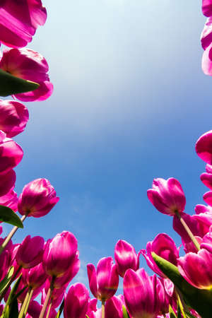 Pink purple tulips against a bright blue sky in spring in the Netherlandsの写真素材