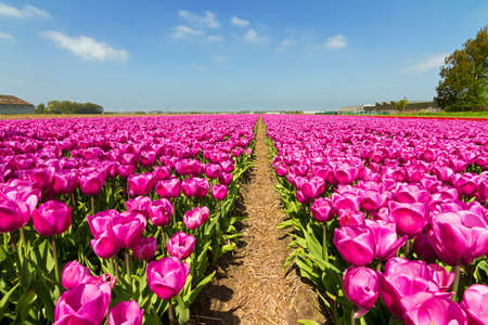 Rows of purple pink tulips in a field near the  keukenhof  in Lisse, The Netherlandsの写真素材