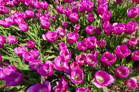 Top view on a field of pink purple tulips in spring in the Netherlandsの写真素材