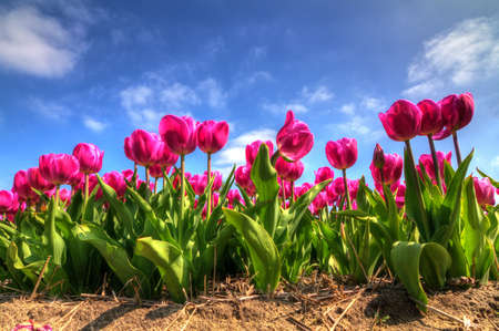 Pink purple tulips against a bright blue sky in spring in the Netherlands  HDRの写真素材