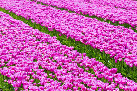 Rows of purple pink tulips in a field near the  keukenhof  in Lisse, The Netherlandsの写真素材