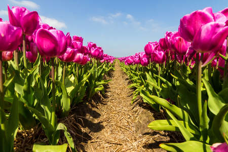 Rows of purple pink tulips in a field near the  keukenhof  in Lisse, The Netherlandsの写真素材