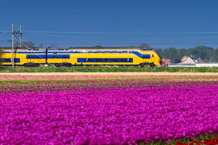 Beautiful spring view on a tulip field in the Netherlands with a train in the backgroundの写真素材