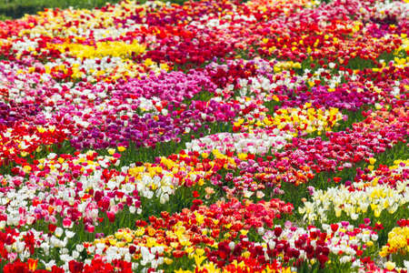 Rows of multi colored tulips in a field near the  keukenhof  in Lisse, The Netherlandsの写真素材