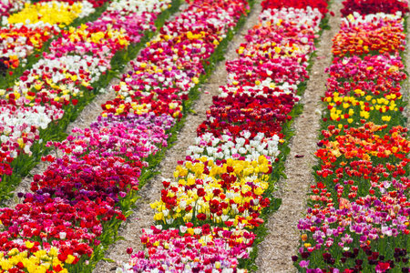 Rows of multi colored tulips in a field near the  keukenhof  in Lisse, The Netherlandsの写真素材