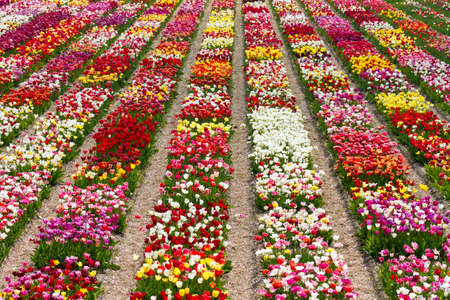 Rows of multi colored tulips in a field near the  keukenhof  in Lisse, The Netherlandsの写真素材