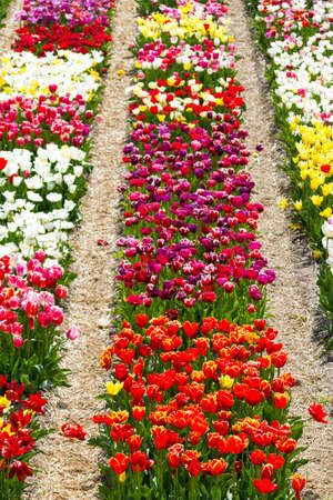 Rows of multi colored tulips in a field near the  keukenhof  in Lisse, The Netherlandsの写真素材