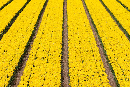 Rows of yellow tulips in a field near the  keukenhof  in Lisse, The Netherlandsの写真素材