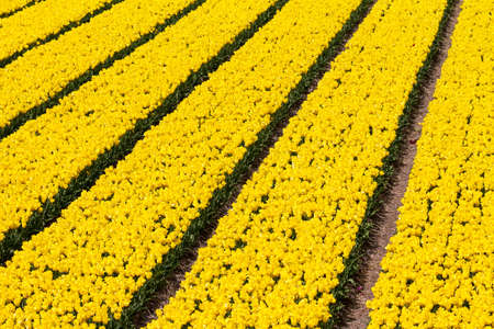 Rows of yellow tulips in a field near the  keukenhof  in Lisse, The Netherlandsの写真素材