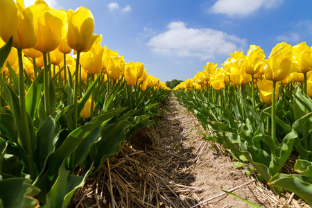 Close up low perspective image of a field of yellow tulips in the Netherlands in spring against a sunny blue skyの写真素材