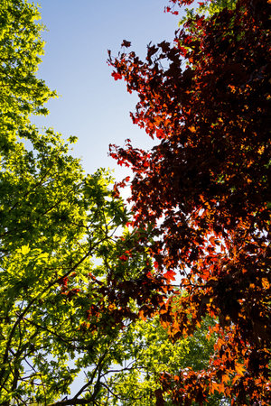 Beautiful back lit image of red and green leaves against a bright blue skyの写真素材