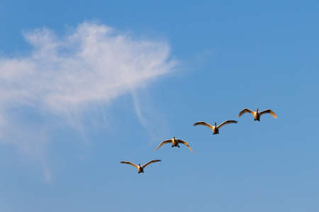 Beautiful swans flying in formation in the Netherlandsの写真素材