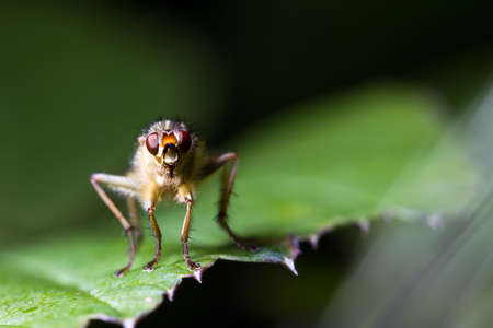 Scathophaga stercoraria, commonly known as the yellow dung fly or the golden dung fly, on a leafの写真素材