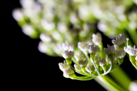 Macro inmage of white flowers against a black background in spring