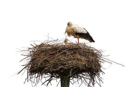 Stork  Ciconia ciconia  on her nest with chicks in spring in the Netherlandsの写真素材