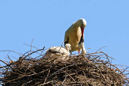 Stork  Ciconia ciconia  on her nest with chicks in spring in the Netherlandsの写真素材