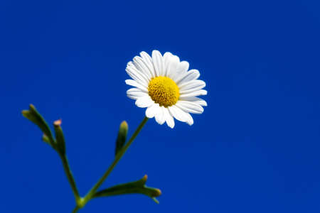 Bellis perennis, a common European species of daisy, against a bright blue sky in spring in the Netherlandsの写真素材