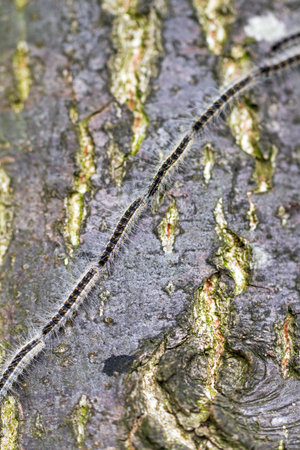 The Oak Processionary  Thaumetopoea processionea  caterpillars on the move on a tree in spring in...