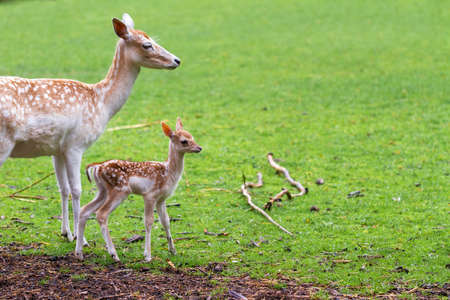 New born deer in a petting zoo in the Netherlands in springの写真素材