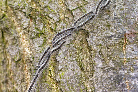 The Oak Processionary  Thaumetopoea processionea  caterpillars on the move on a tree in spring in the Netherlands  の写真素材