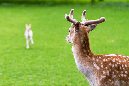 Male deer looking at its new born young and protecting the herd
