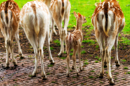New born deer in a petting zoo in the Netherlands in springの写真素材