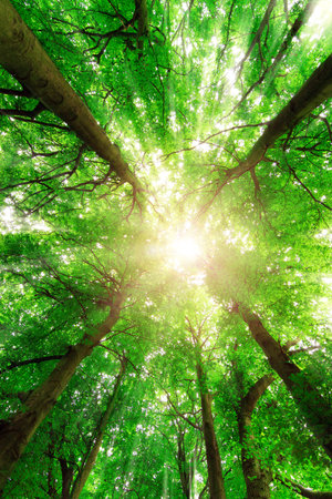 Wide angle view looking up towards the canopy in the forest with the sun shining through in the...