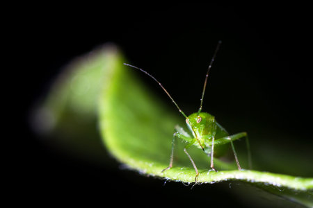 Beautiful macro image of a Lygocoris pabulinus also known as the common green capsid against a dark...