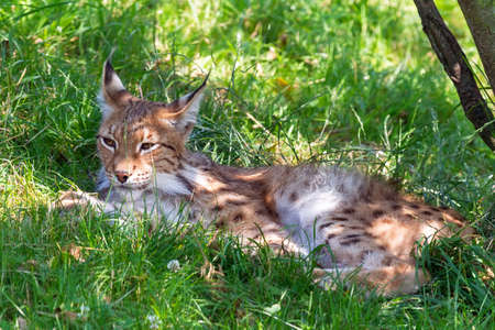 Beautiful Eurasian lynx  Lynx lynx  on a bright and sunny day in a green fieldの写真素材