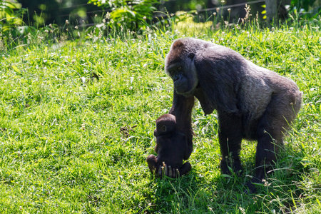 Female western lowland gorilla  Gorilla gorilla gorilla  with her baby の写真素材