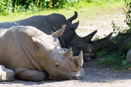 The white rhinoceros or square-lipped rhinoceros  Ceratotherium simum の写真素材