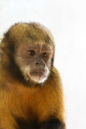 The golden-bellied capuchin  Sapajus xanthosternos , also known as the yellow-breasted or buffy-headed capuchin の写真素材