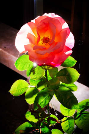 Beautiful big pink rose in the summer garden, backlit with an external flashの写真素材