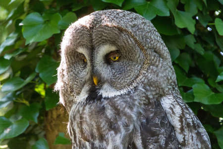 Portrait of the Great Grey Owl  Strix nebulosa , also called Phantom of the North, Cinereous Owl, Spectral Owl, Lapland Owl, Spruce Owl, Bearded Owl, and Sooty Owlの写真素材