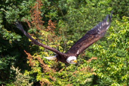 The Bald Eagle  Haliaeetus leucocephalus  in flightの写真素材