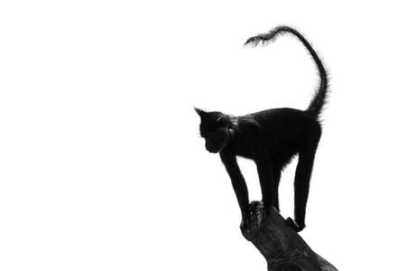 Silhouette against a white background of a Black crested mangabey  Lophocebus aterrimus の写真素材