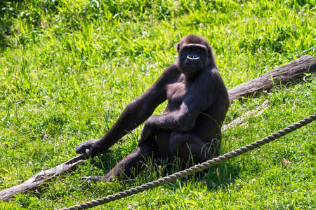 Western lowland gorilla  Gorilla gorilla gorilla  sitting in a fieldの写真素材