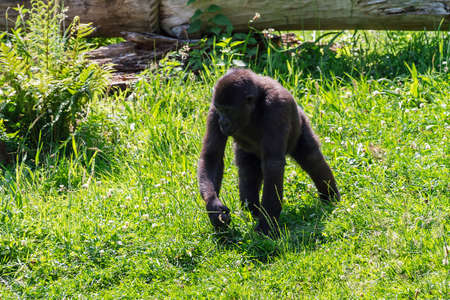 Infant of the western lowland gorilla  Gorilla gorilla gorilla  in a fieldの写真素材