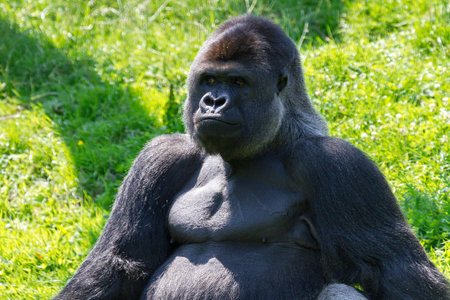 Alpha male of the western lowland gorilla  Gorilla gorilla gorilla  