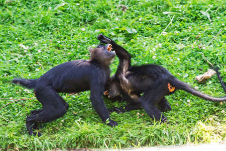 Fighting Black crested mangabey s  Lophocebus aterrimus  の写真素材