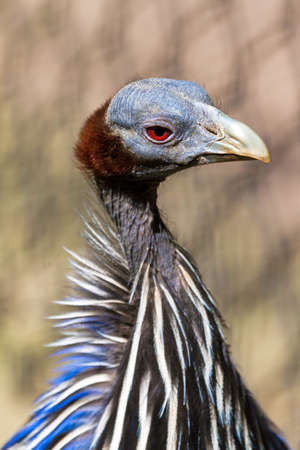 Portrait of the Vulturine Guineafowl  Acryllium vulturinum   It is the largest extant species of guineafowl の写真素材