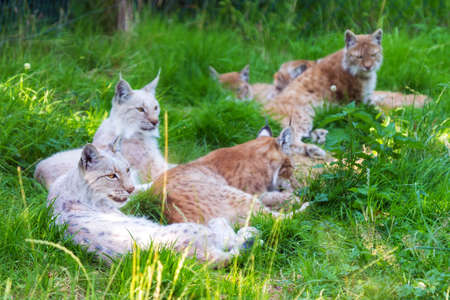 Group of Eurasian lynxes  Lynx lynx  on a bright and sunny day in a green fieldの写真素材
