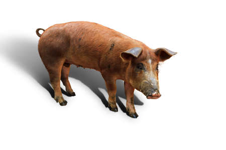 Brown domestic pig  Sus scrofa domesticus , isolated on a white backgroundの写真素材
