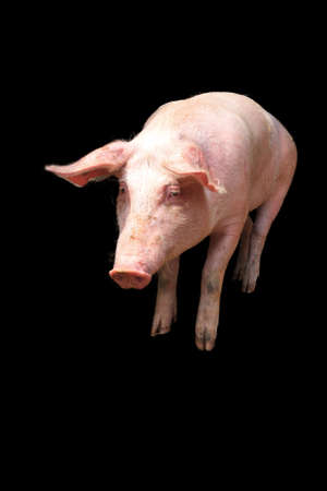 Dutch landrace, domestic pig  Sus scrofa domesticus , isolated on a black backgroundの写真素材