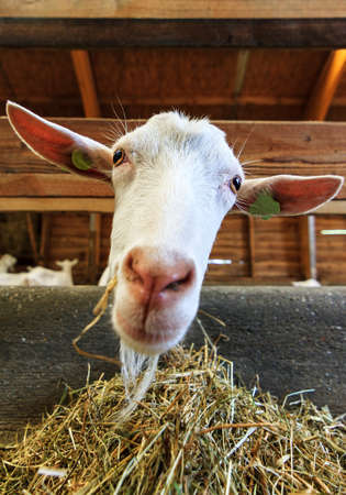 Close up of a Dutch Saanen goat  Capra aegagrus hircus の写真素材