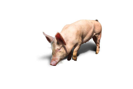 Dutch landrace, domestic pig  Sus scrofa domesticus , isolated on a white backgroundの写真素材