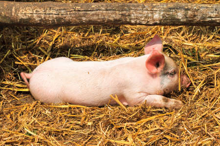 Dutch landrace, domestic piglet  Sus scrofa domesticus , on a farm in the Netherlandsの写真素材