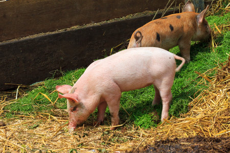 Dutch landrace, domestic piglet  Sus scrofa domesticus , on a farm in the Netherlands