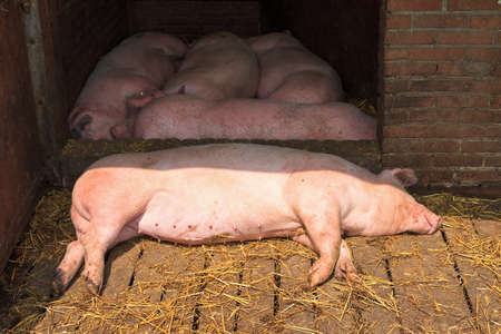 Lazy Dutch landrace, domestic pigs  Sus scrofa domesticus , on a farm in the Netherlandsの写真素材