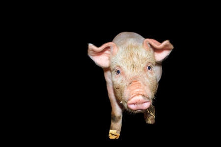 Dutch landrace, domestic piglet  Sus scrofa domesticus , isolated on a black backgroundの写真素材